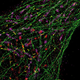 Illustration for article titled This Super Sharp Image of a Cells Insides Was Made With Glowing DNA